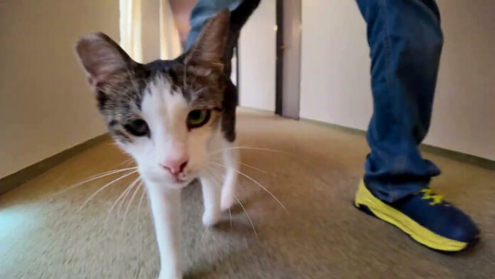ついてくる人懐っこい猫