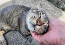 神社の前で出会った猫
