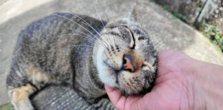 神社の前で出会った猫