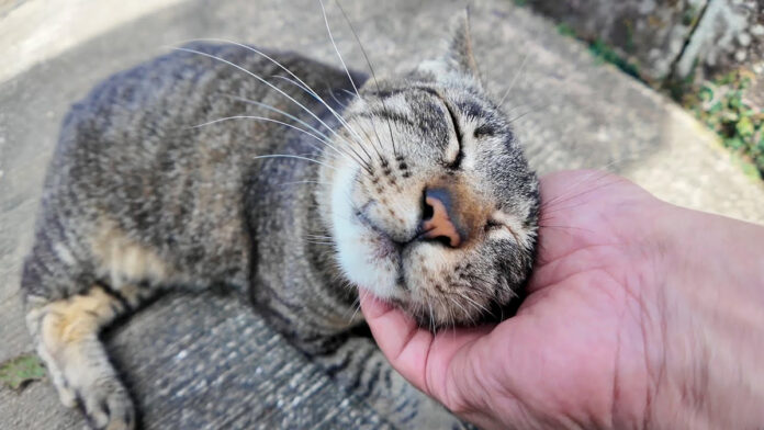 神社の前で出会った猫