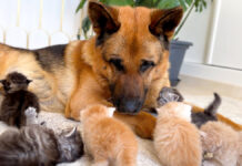 仲良しな犬と子猫達