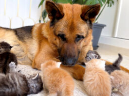仲良しな犬と子猫達