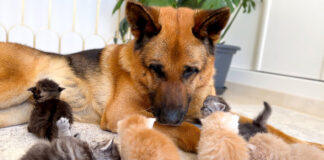 仲良しな犬と子猫達