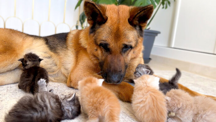 仲良しな犬と子猫達
