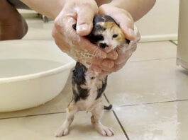 体を洗われる子猫