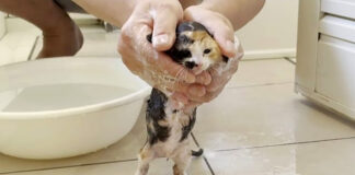 体を洗われる子猫
