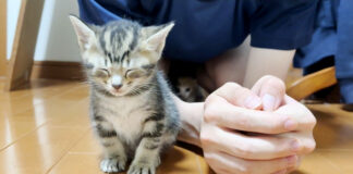 座ったままウトウトする子猫