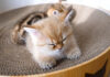 眠る子猫