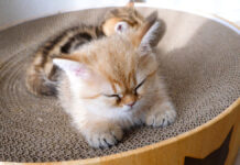 眠る子猫