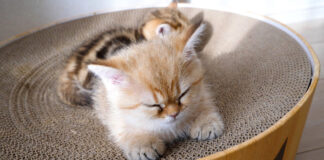 眠る子猫