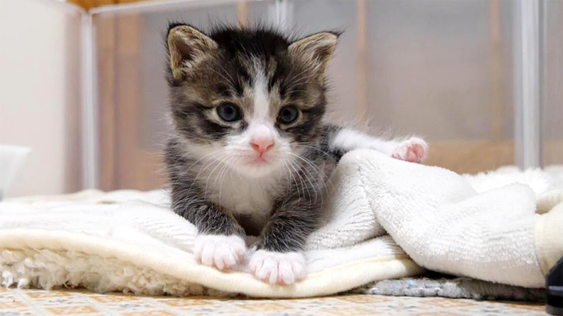 寝ぼけ子猫