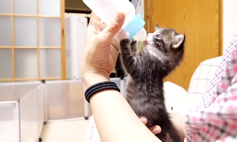 立ち飲み子猫