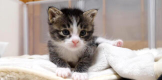 寝ぼけ子猫