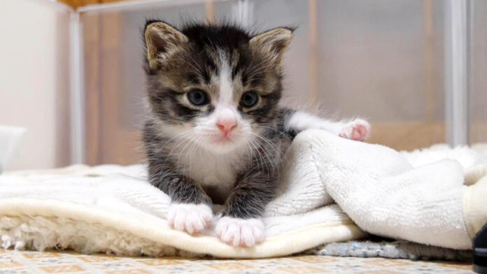 寝ぼけ子猫