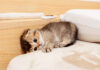 絶望する子猫