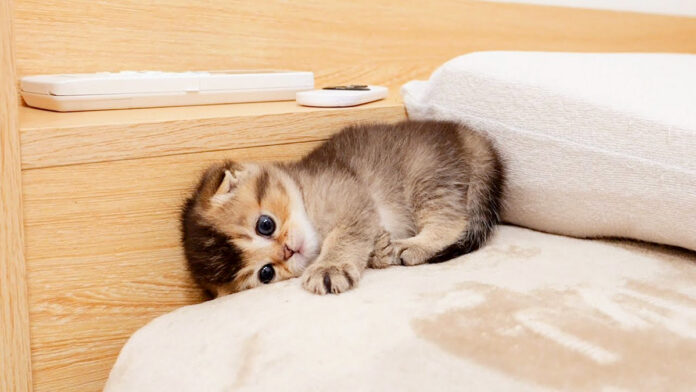 絶望する子猫