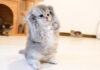 すぐに降参しちゃう子猫