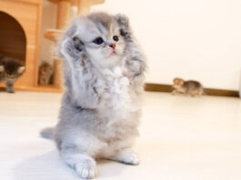 すぐに降参しちゃう子猫
