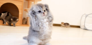 すぐに降参しちゃう子猫