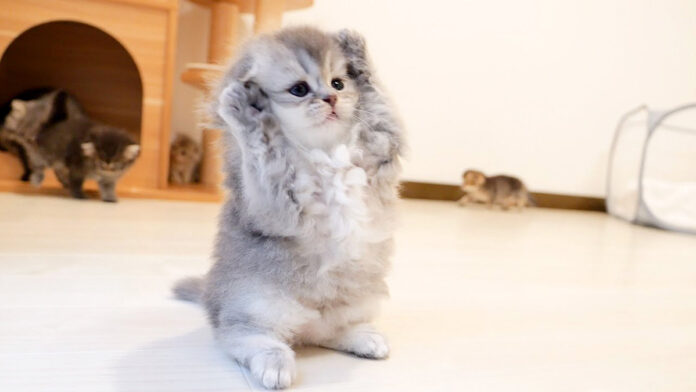 すぐに降参しちゃう子猫
