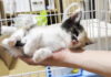 手の平で寝ちゃった子猫