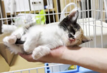 手の平で寝ちゃった子猫
