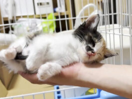 手の平で寝ちゃった子猫