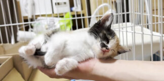 手の平で寝ちゃった子猫