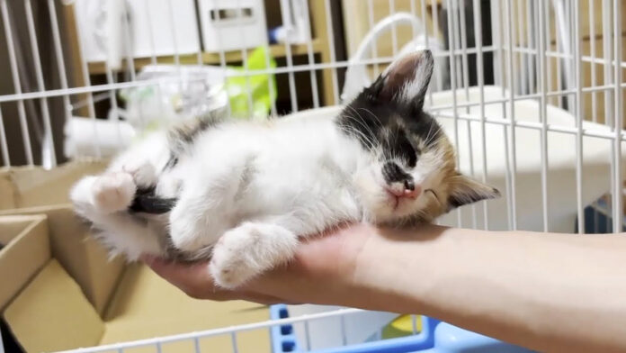 手の平で寝ちゃった子猫