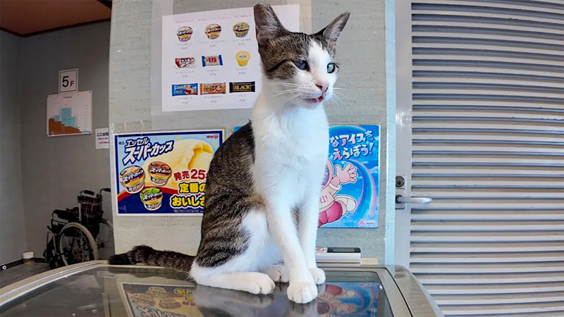 ホテルの猫