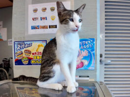 ホテルの猫