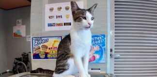 ホテルの猫