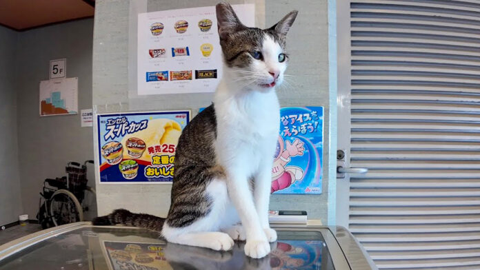 ホテルの猫
