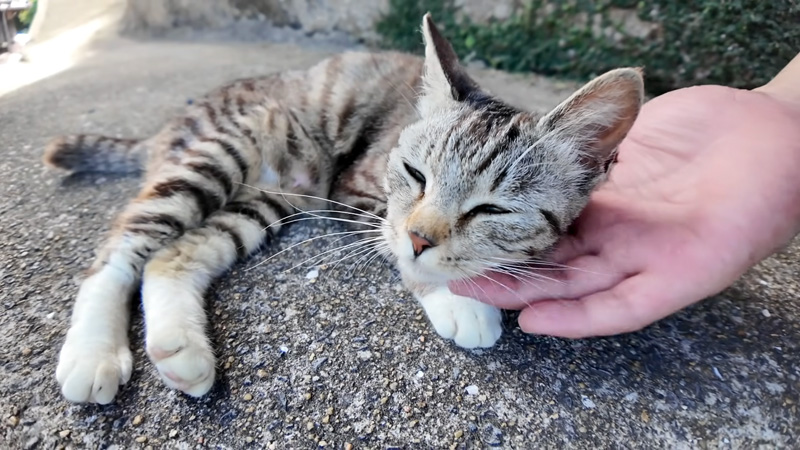 撫でられる猫
