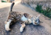 通せんぼスタイルの猫