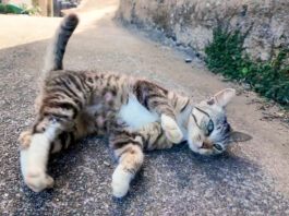 通せんぼスタイルの猫