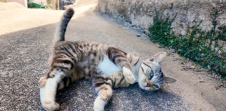 通せんぼスタイルの猫