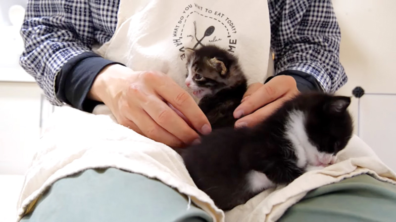 抗議する子猫