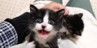 ご機嫌な子猫達