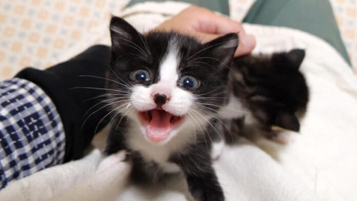 ご機嫌な子猫達