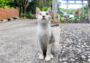 神社で出会った子猫