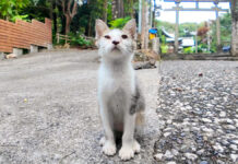 神社で出会った子猫