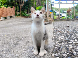 神社で出会った子猫
