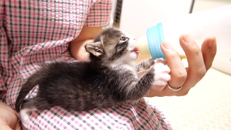 ミルクを飲む子猫