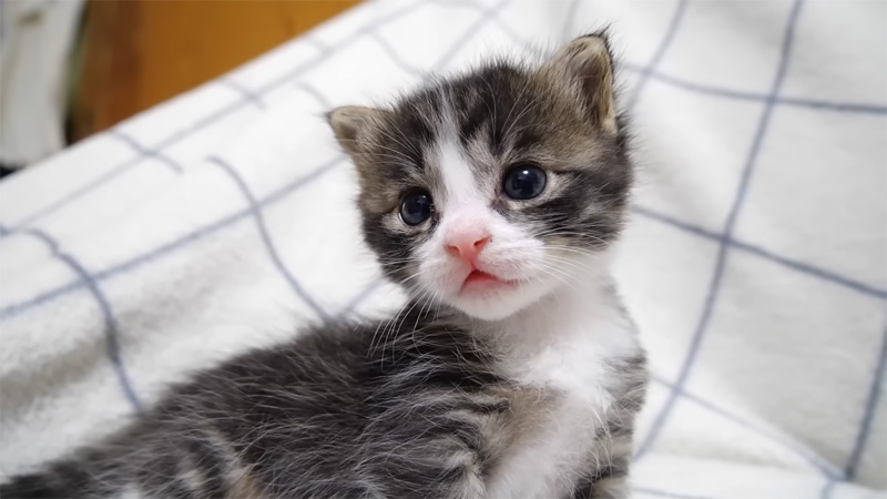 姉妹を見つめる子猫