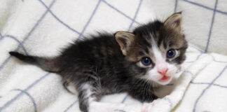 姉妹を羨ましそうに見つめる子猫