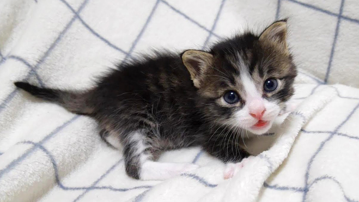 ミルクを飲んだばかりの子猫が、羨ましそうにミルクを飲む姉妹を