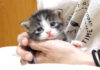 ミルク好きの子猫