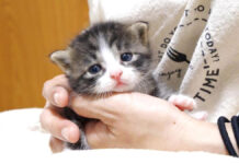 ミルク好きの子猫