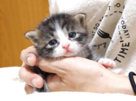 ミルク好きの子猫
